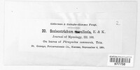 Passalora maculicola image